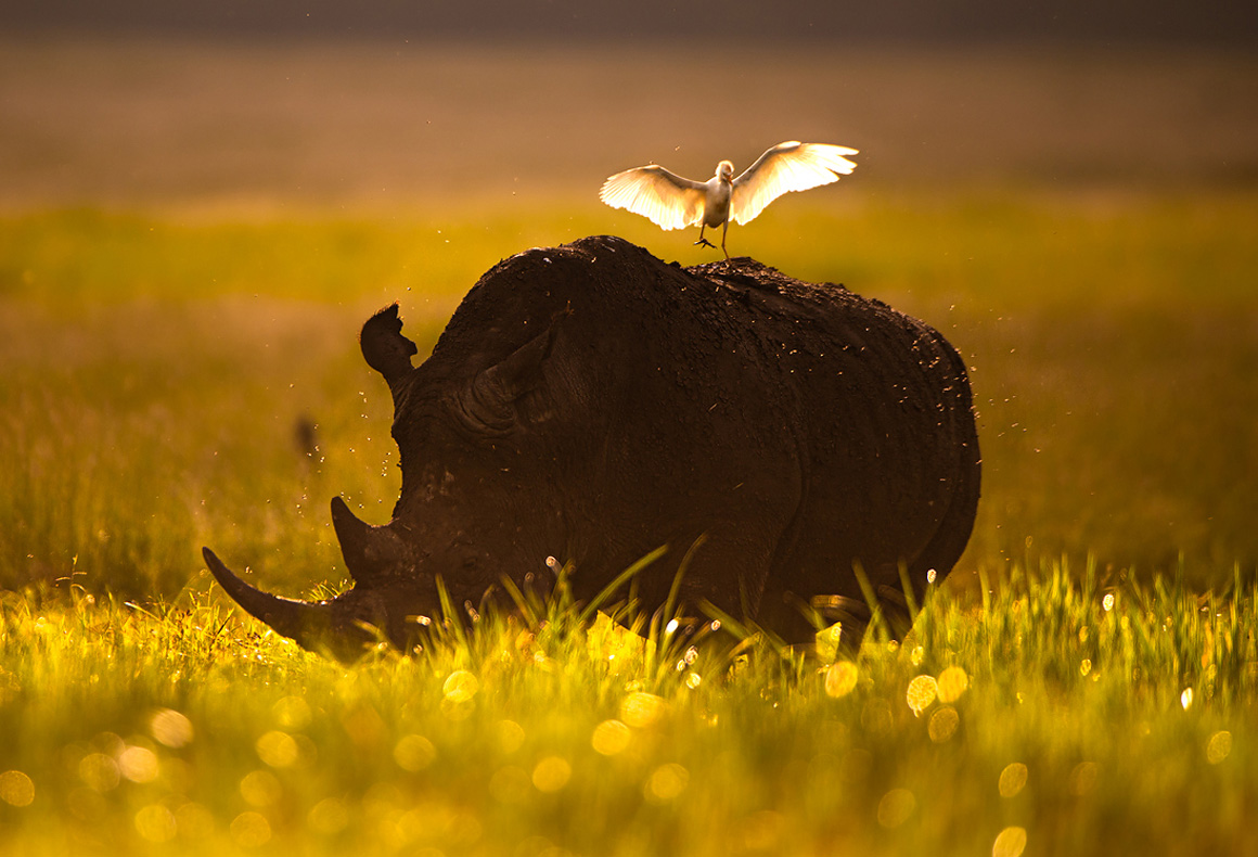 rhino in the sunset on safari in lewa, kenya