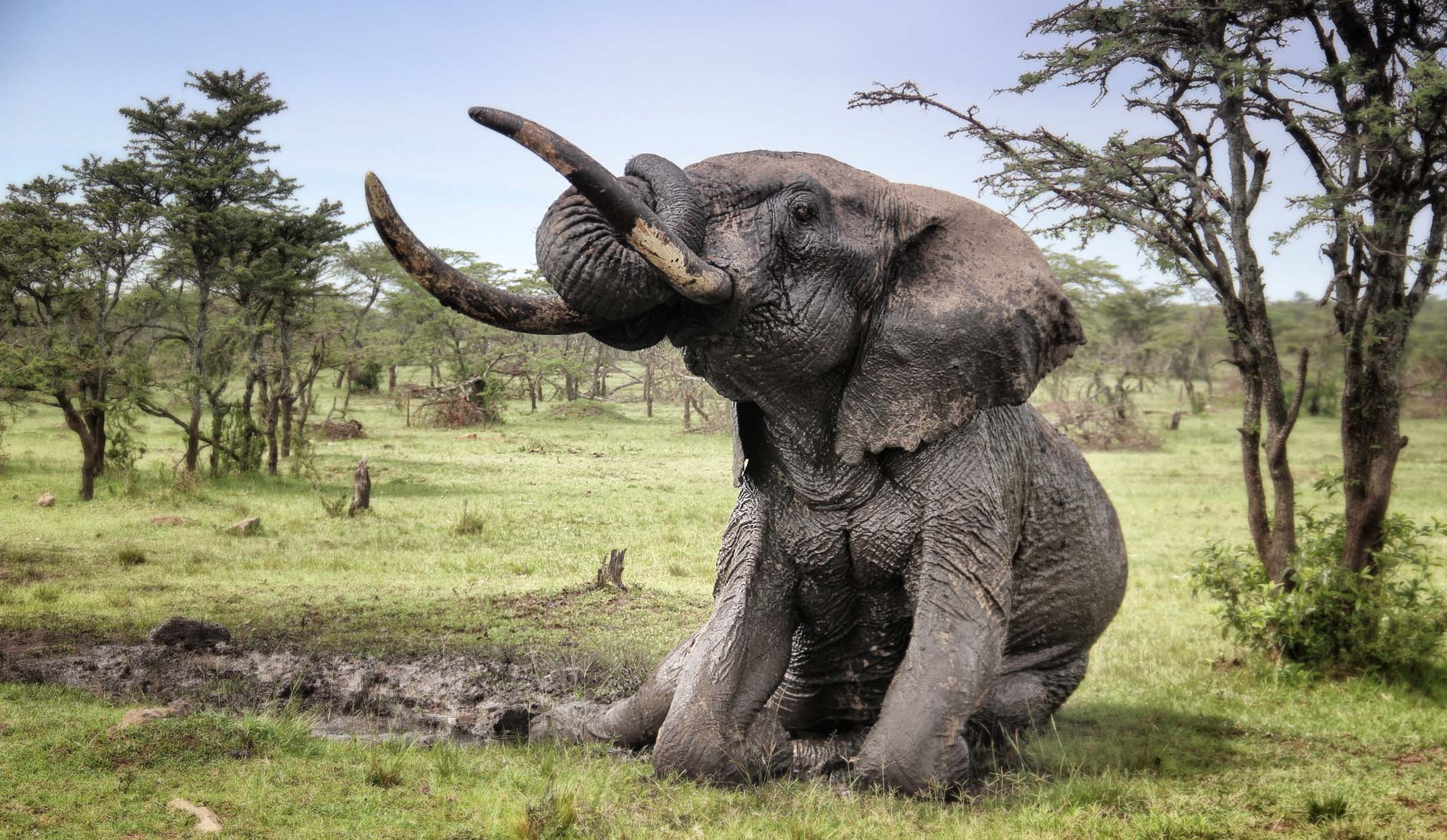 elephant spotted on safari in the masai mara plains
