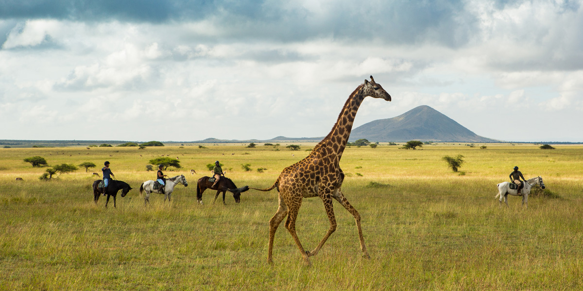 giraffe on the masai mara plains