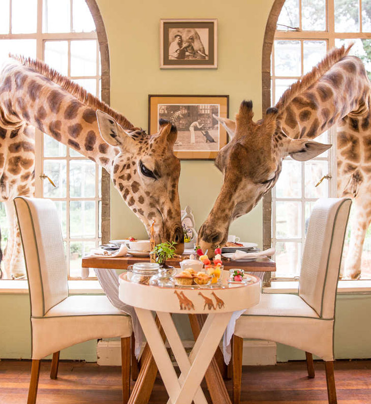 giraffes at Kenya Giraffe Manor