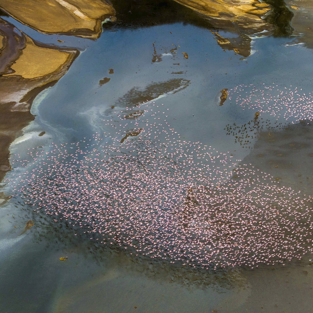 flamingo at shompole in the rift valley