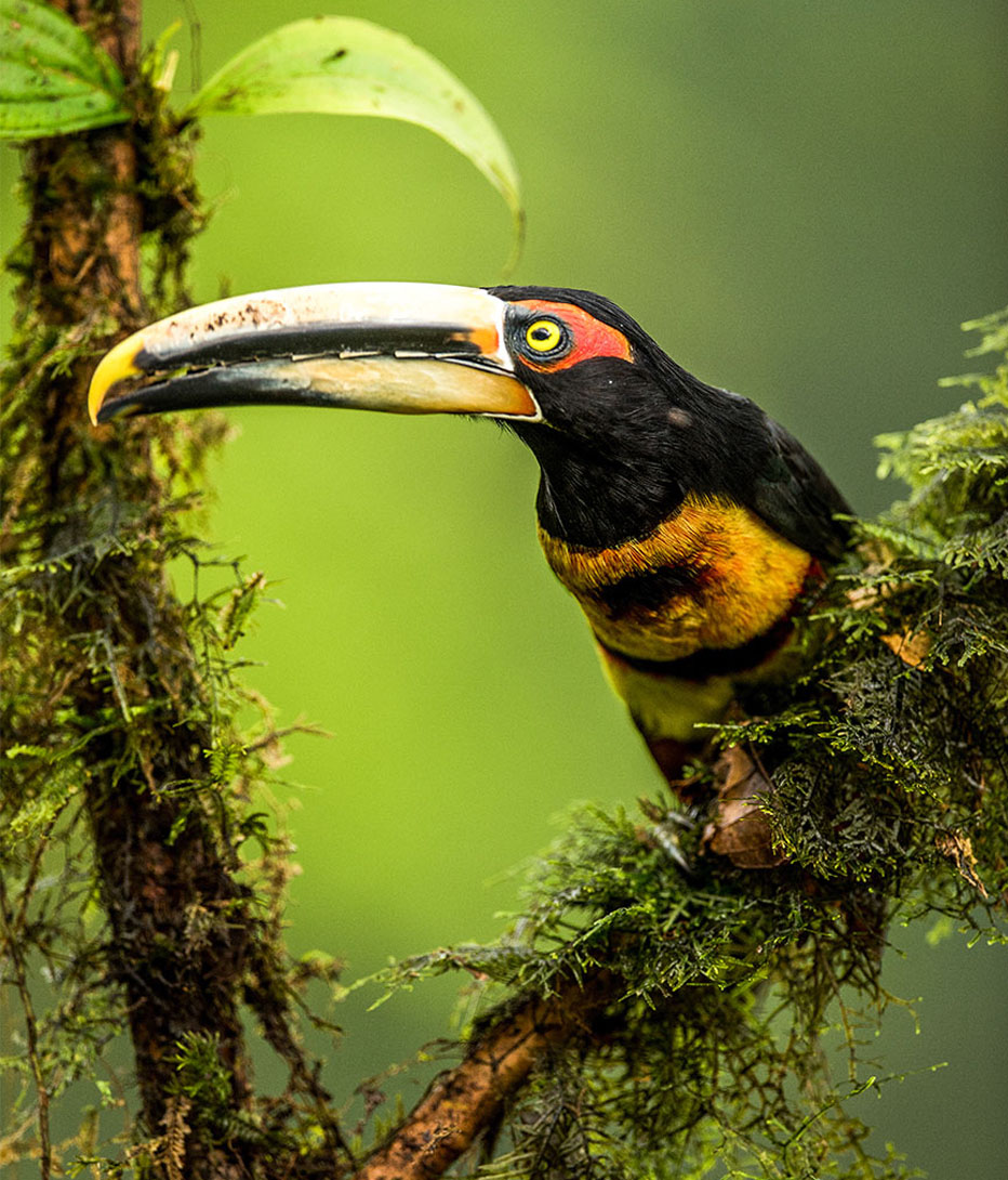 pale mandibilt bird seen in ecuador rainforest