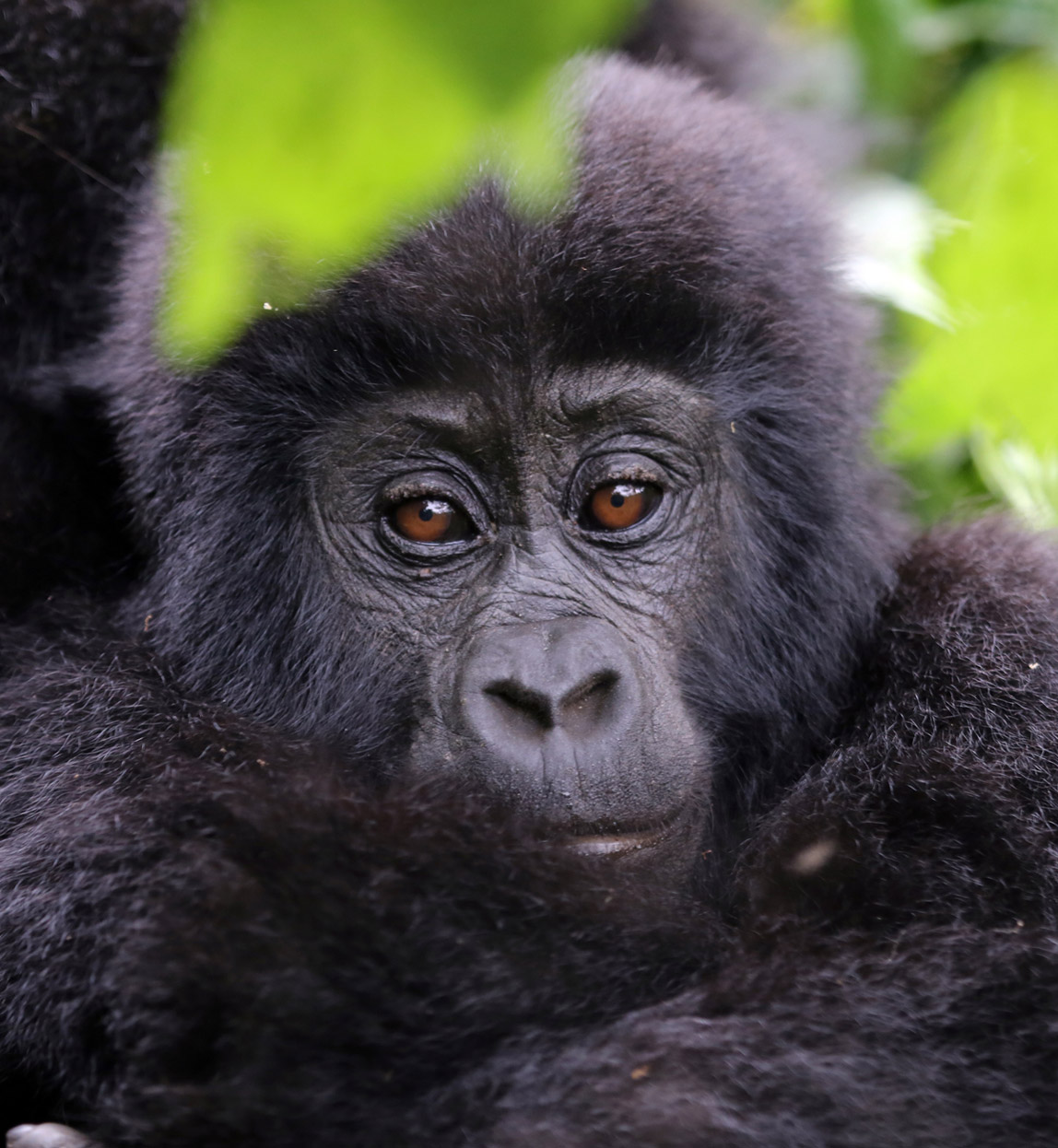 gorilla in uganda
