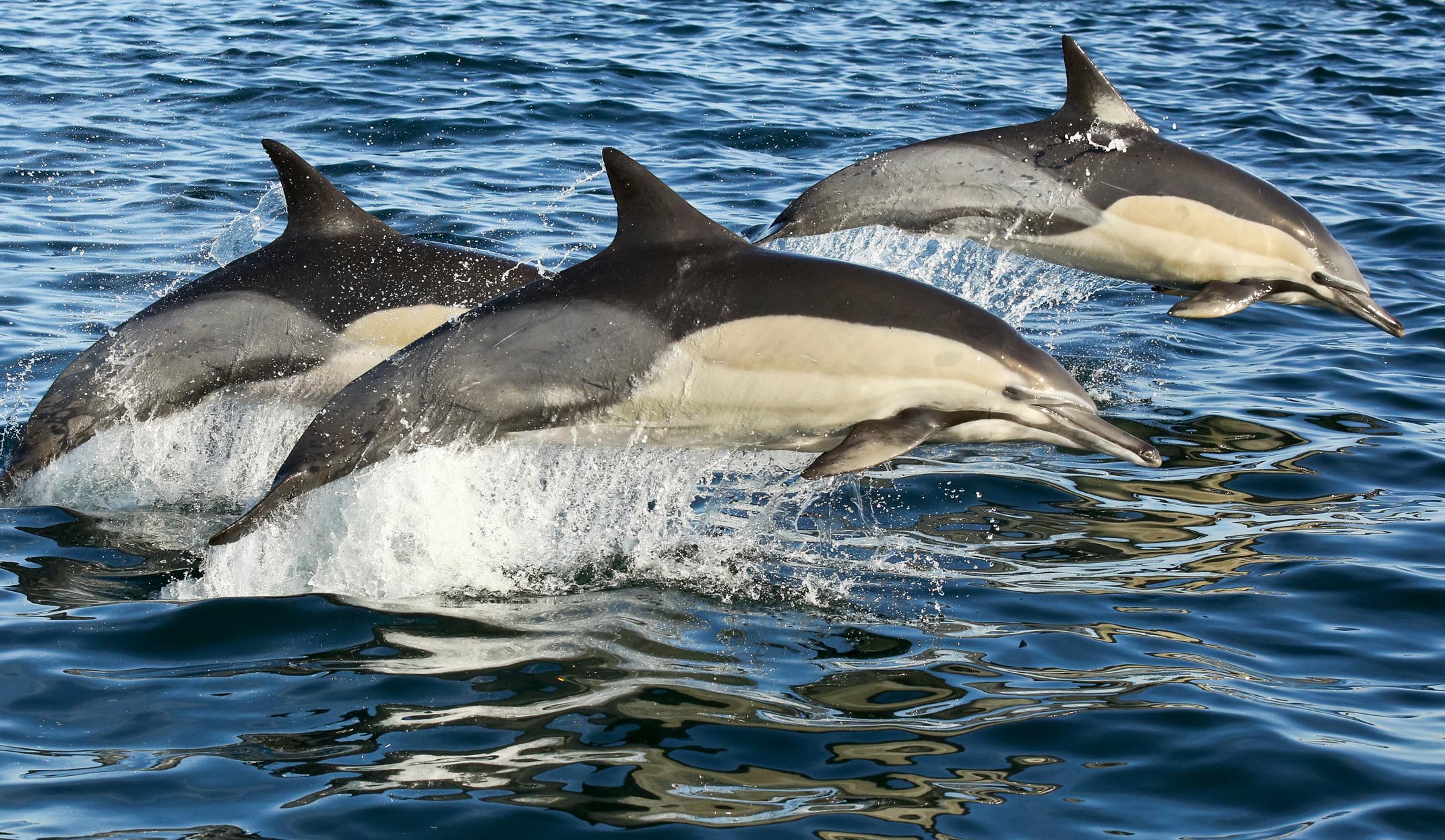 dolphins spotted off the coast of gansbaai from grootbos