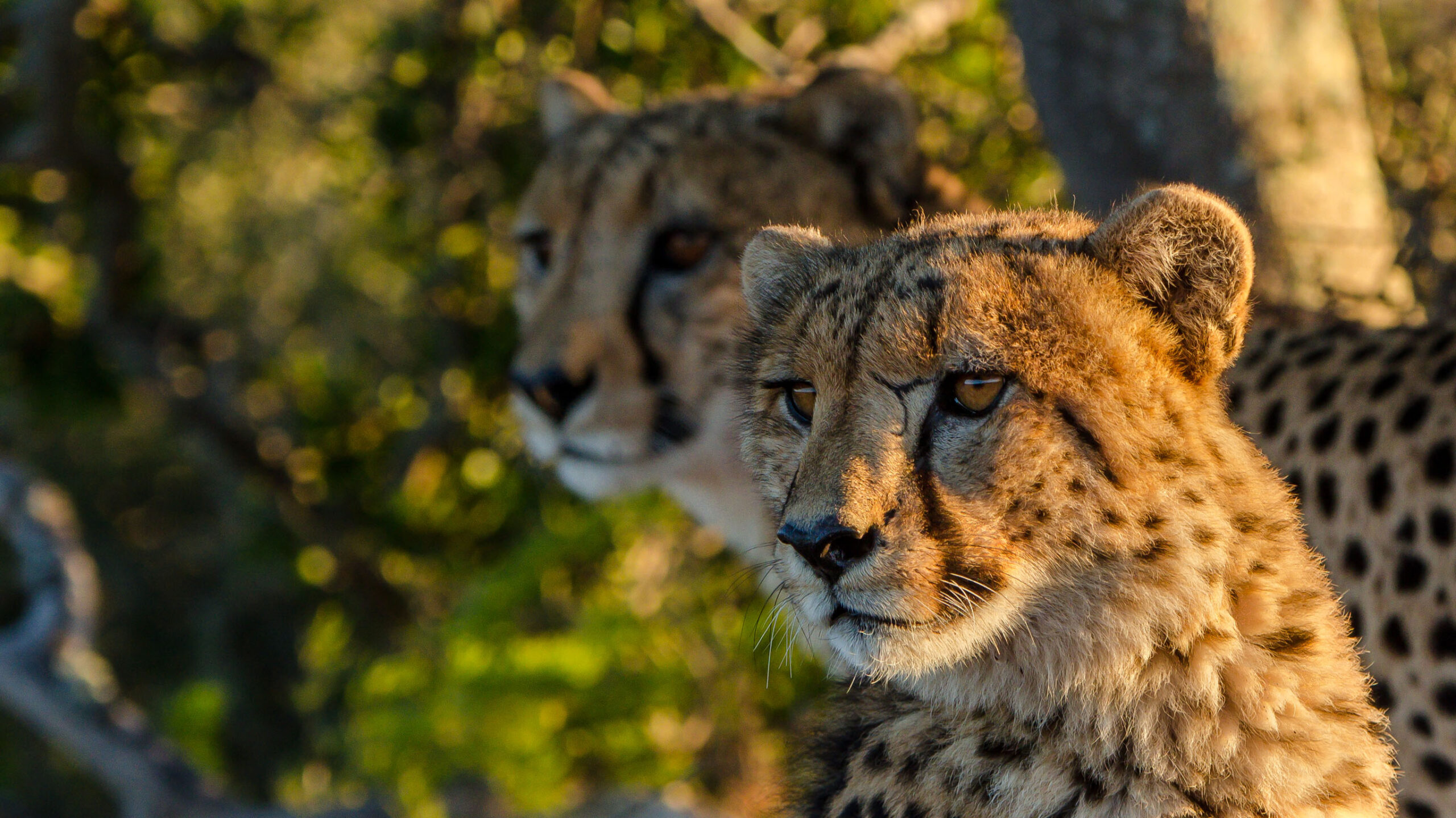 cheetah at kwandwe south africa