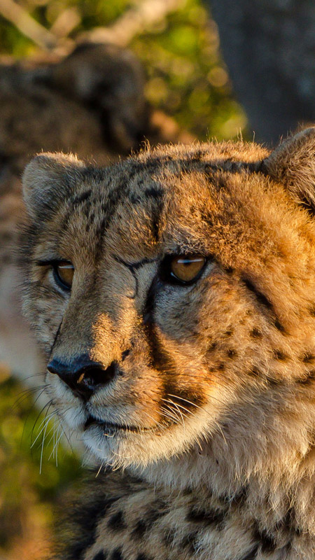 cheetah at kwandwe south africa