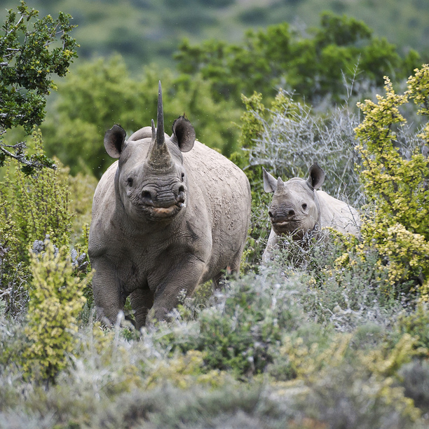 rhino on safari in south africa at Kwandwe private game reserve