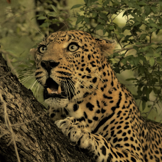 leopard in a tree spotted on safari in south africa