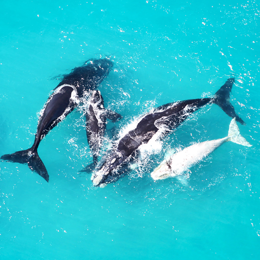 aerial view of whales spotted whale watching in south africa
