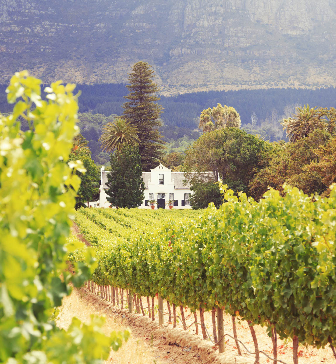 south africa cape town winelands image of vines at Stellenbosch Vineyard