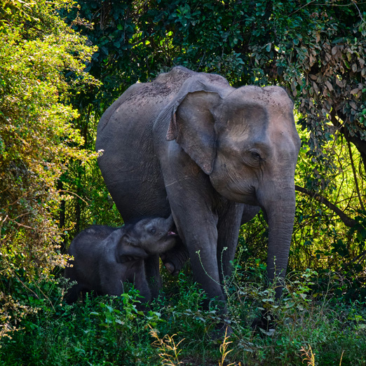 asian elephant in sri lanka
