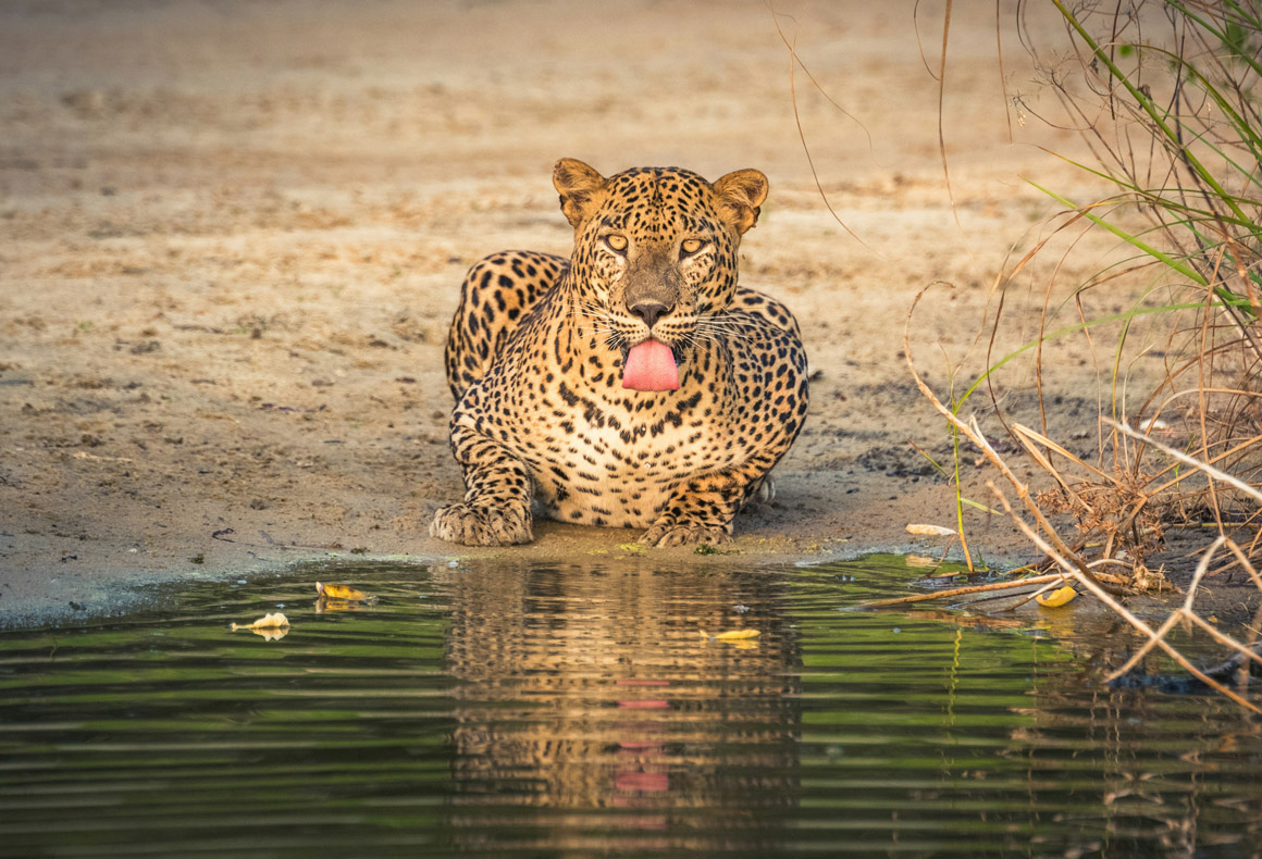 sri lanka leopard sighting