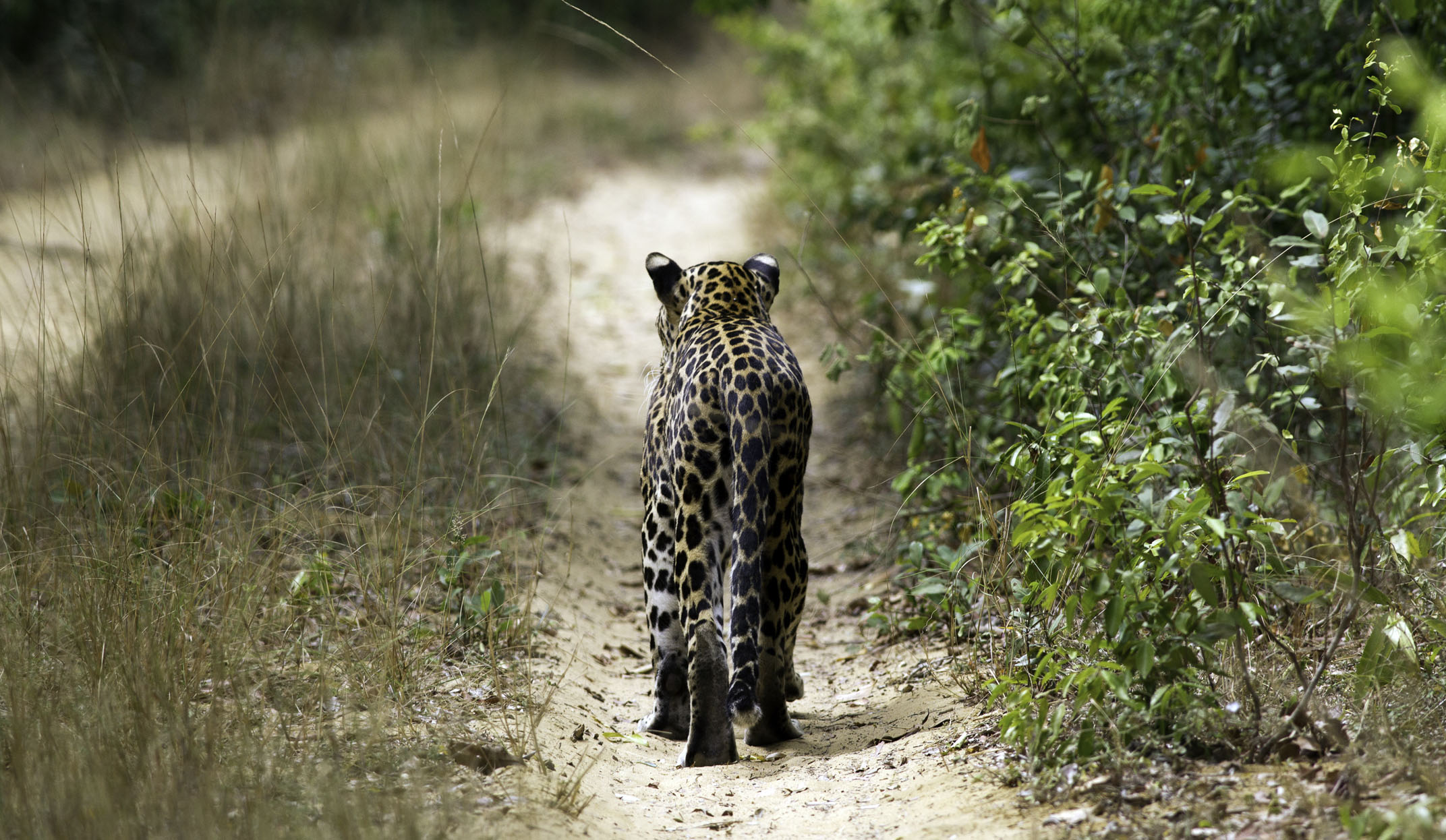 sri lanka leopard sighting