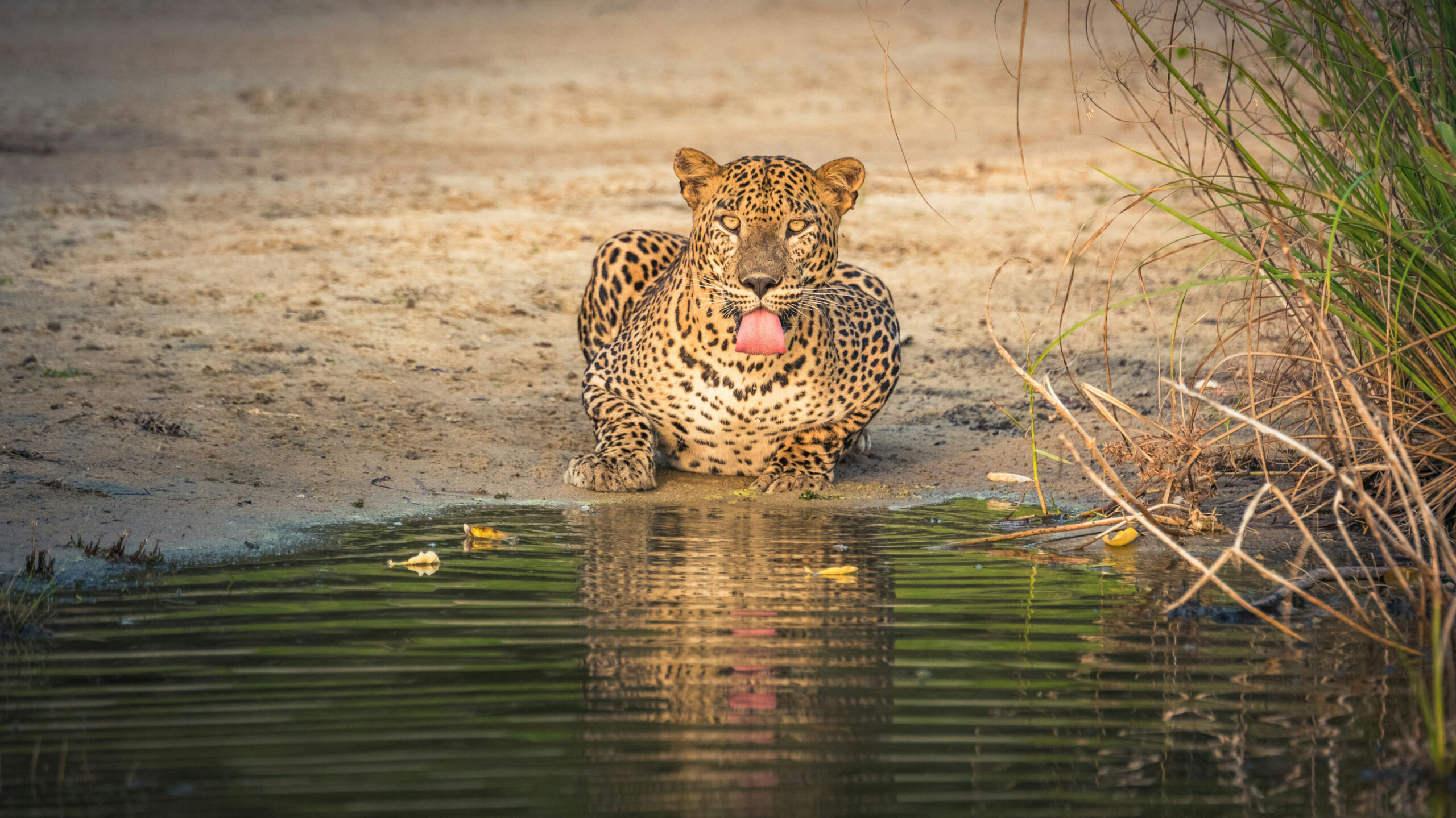sri lanka leopard sighting