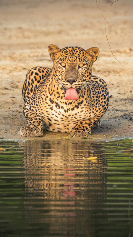 sri lanka leopard sighting