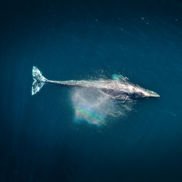 whale spotting in sri lanka