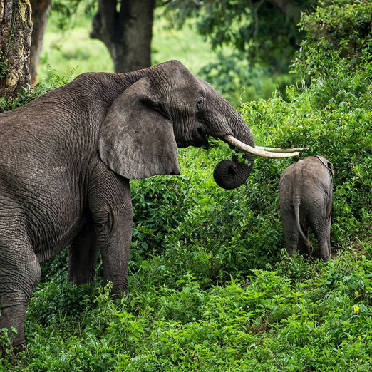 elephants in the bush in tanzania