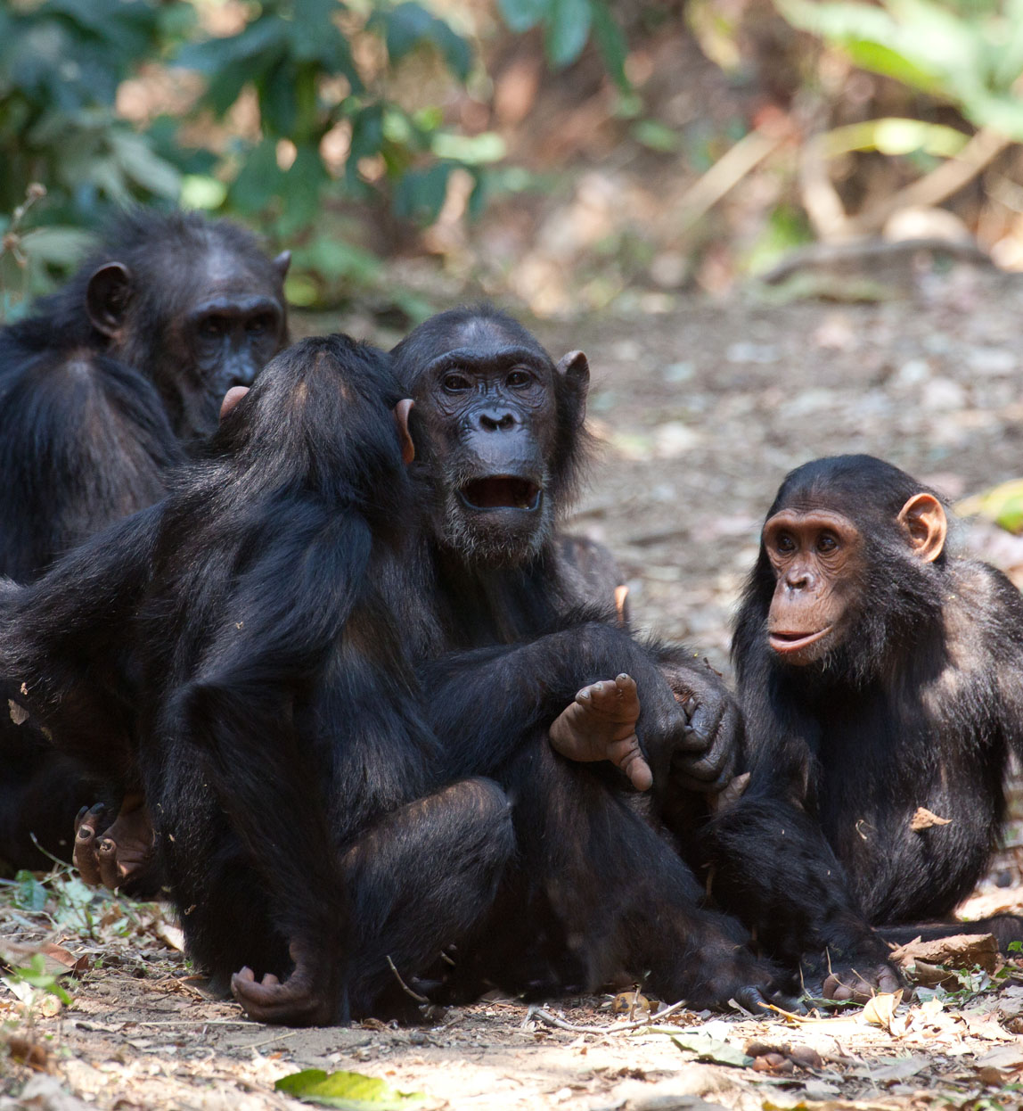 chimps in gombe, tanzania