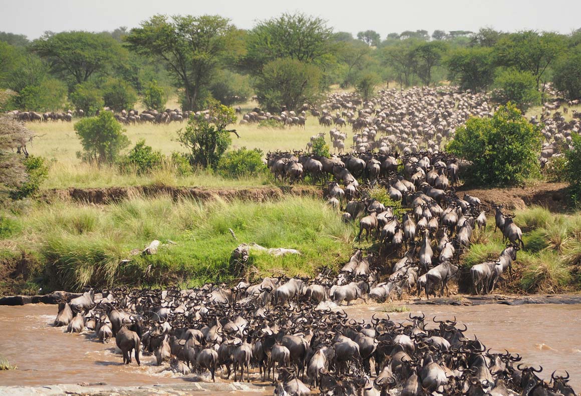 tanzania great migration river crossing
