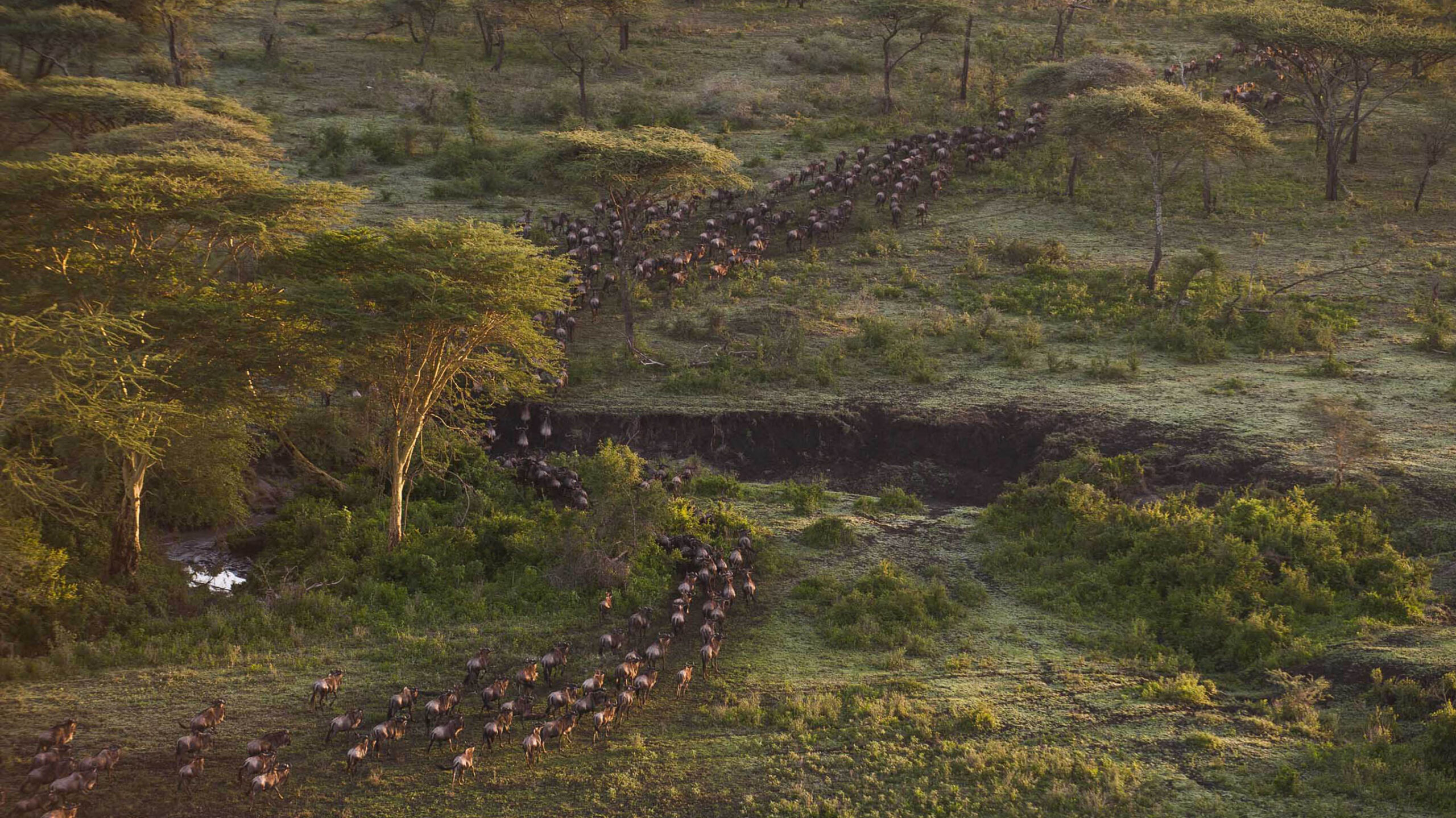 tanzania great migration river crossing