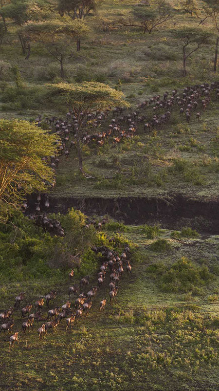 tanzania great migration river crossing