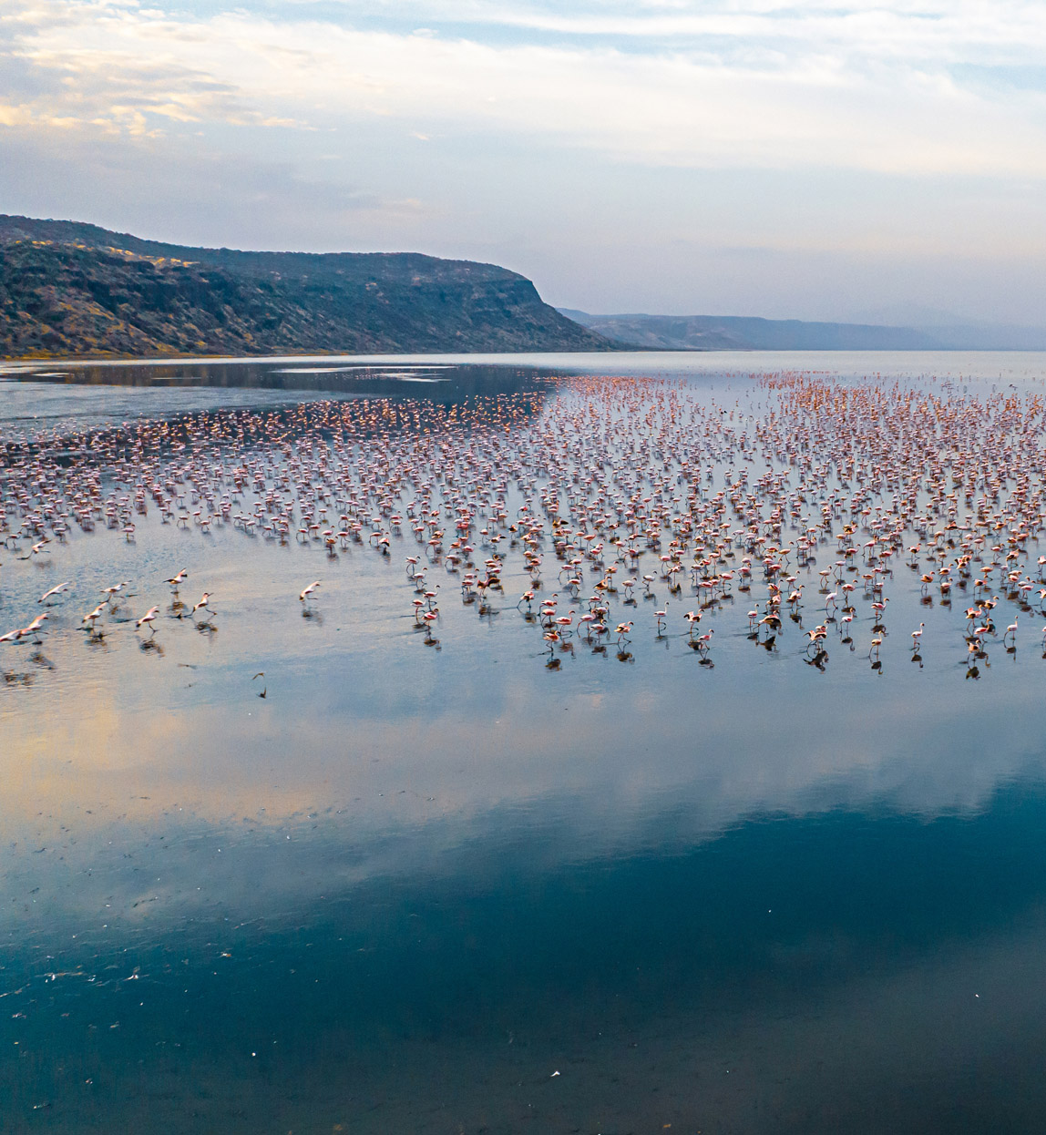 lake natron and flamingo population