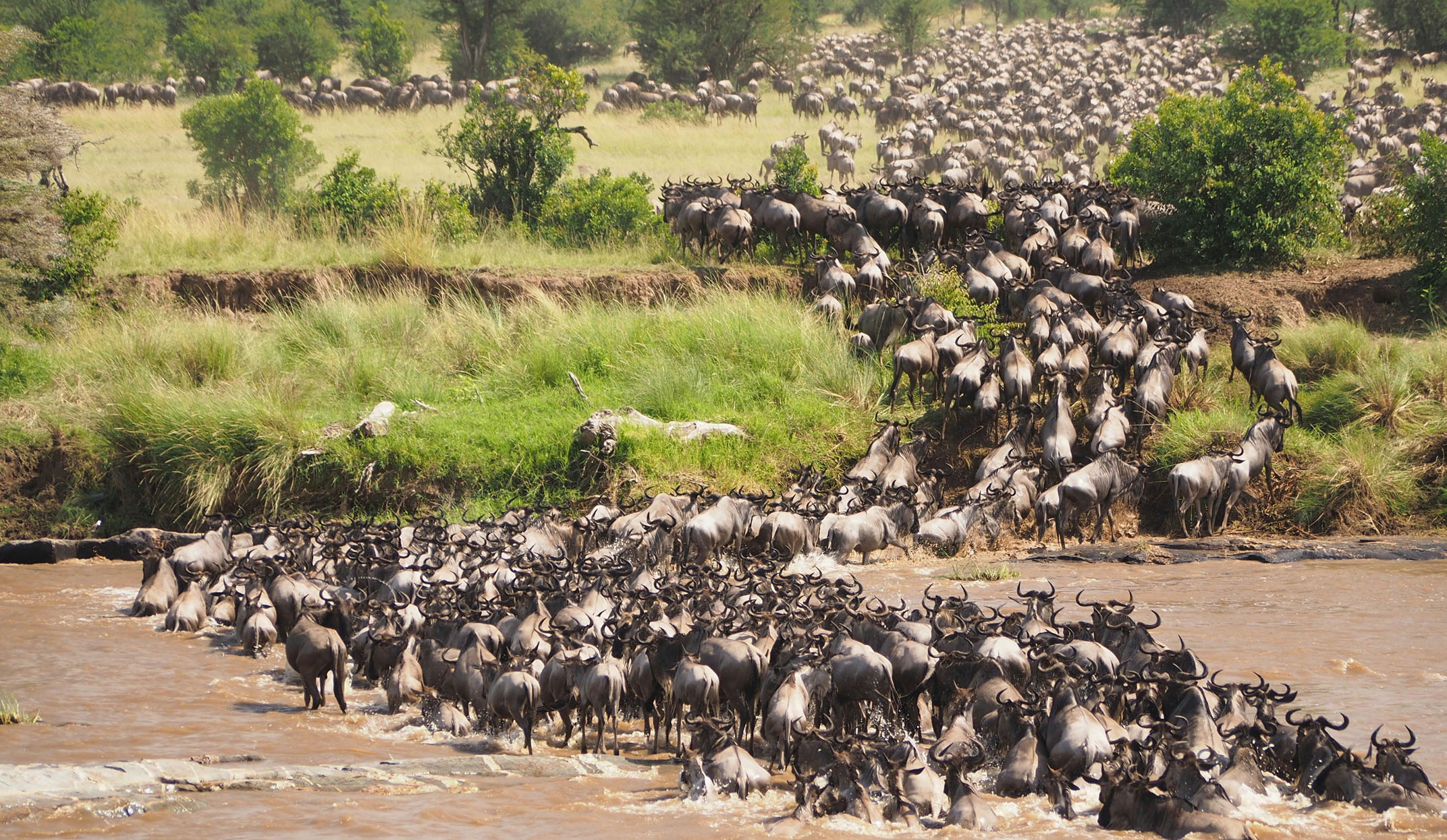 tanzania great migration river crossing