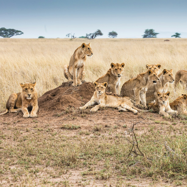 lion pride in the serengeti