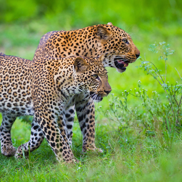 leoaprds spotted on safari in lower zambezi zambia