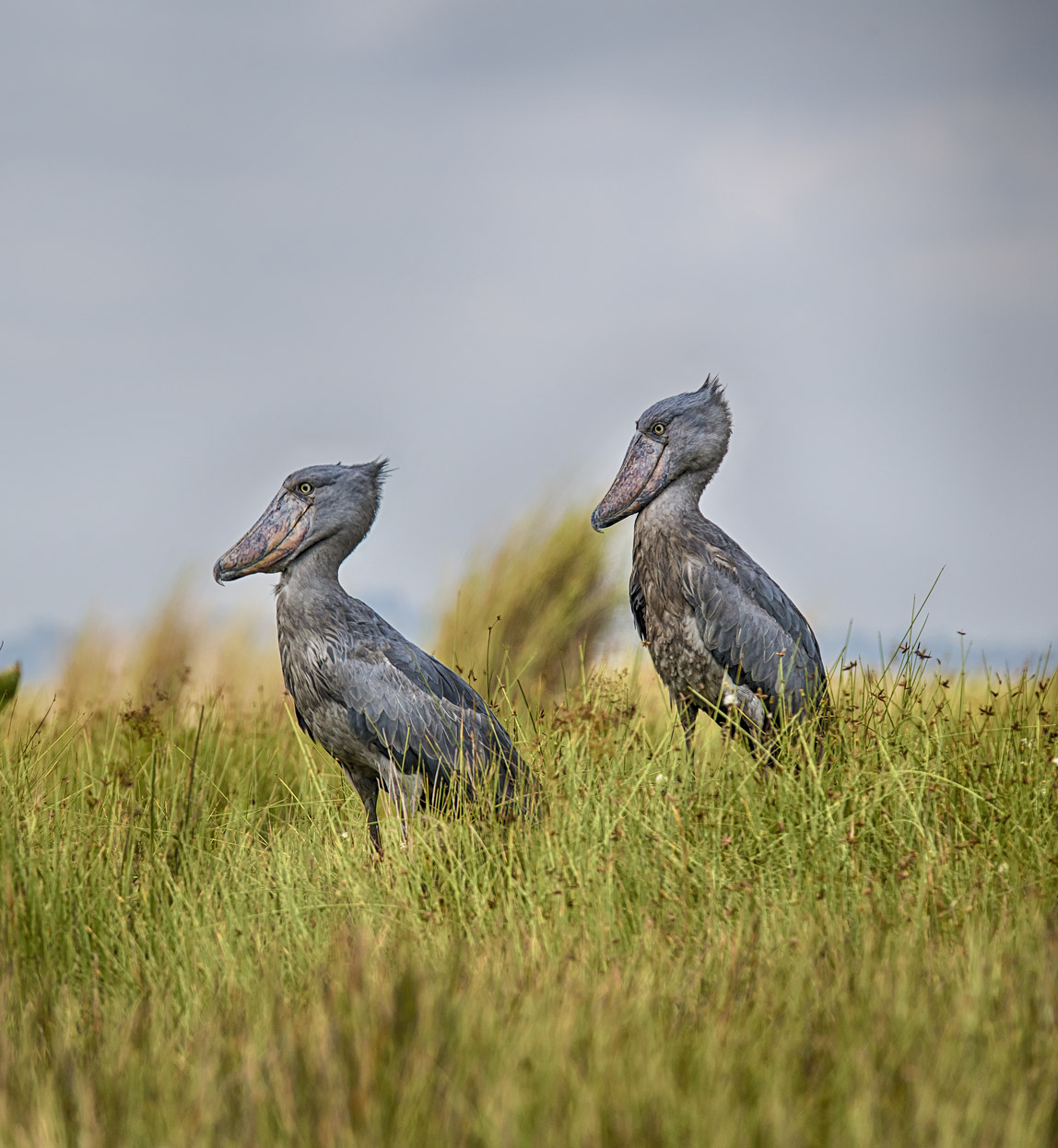 pair of rare Shoebill birds in Bangwelu wetlands zambia