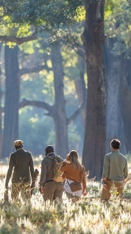 luxury walking safari in south luangwa