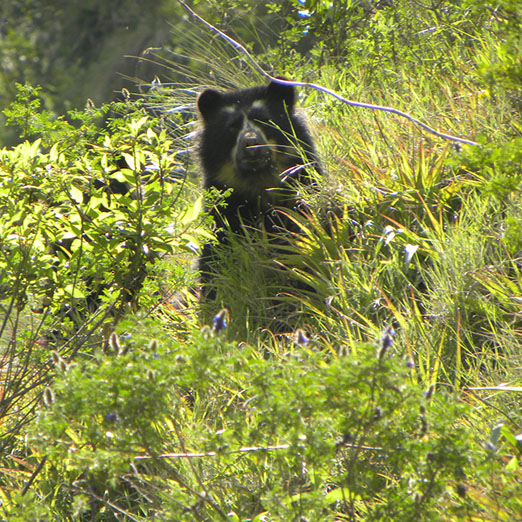 hacienda zuleta wildlife safari to see bears