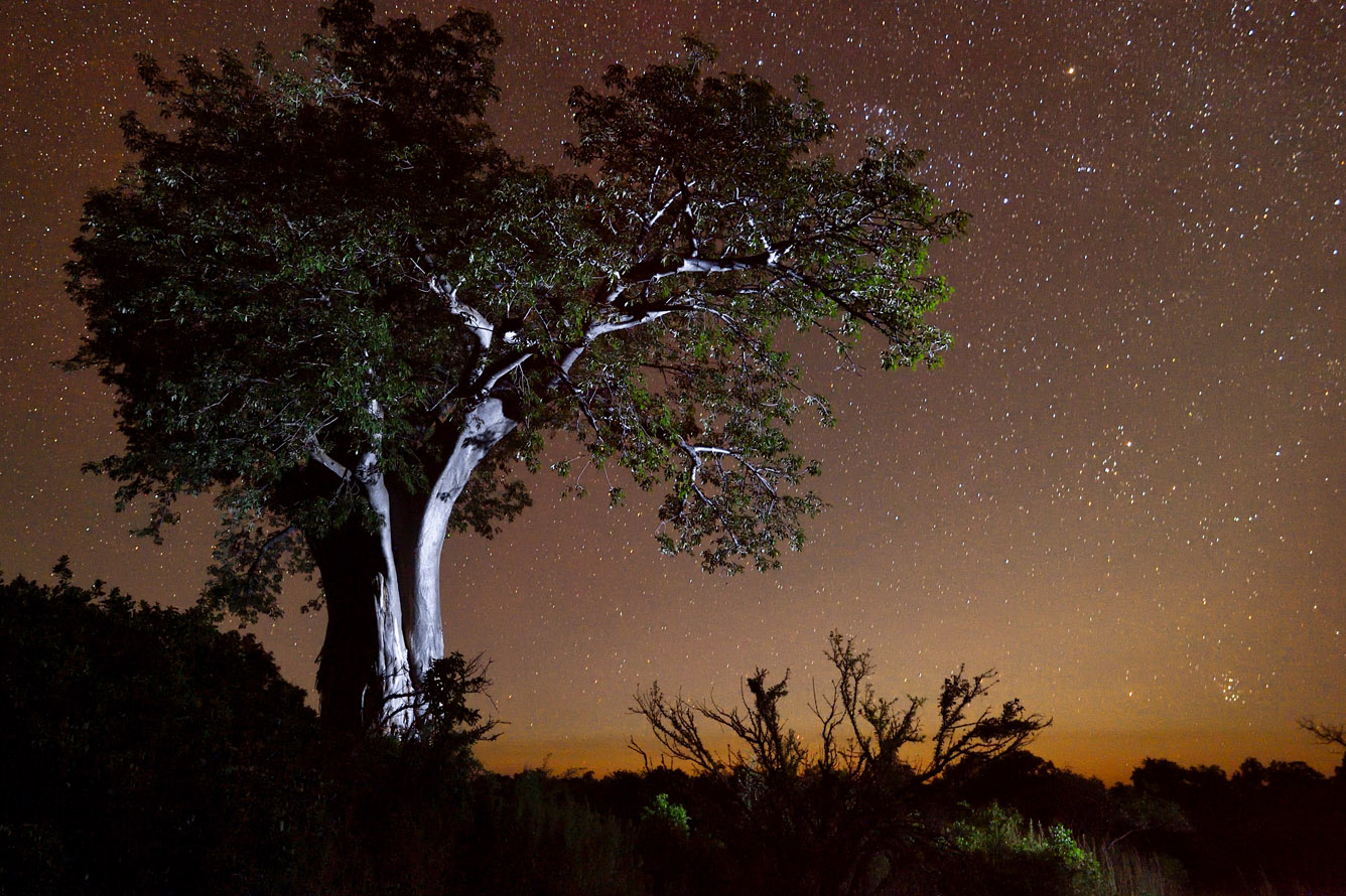zimbabwe ivory trail mobile camping view of sky and tree at night