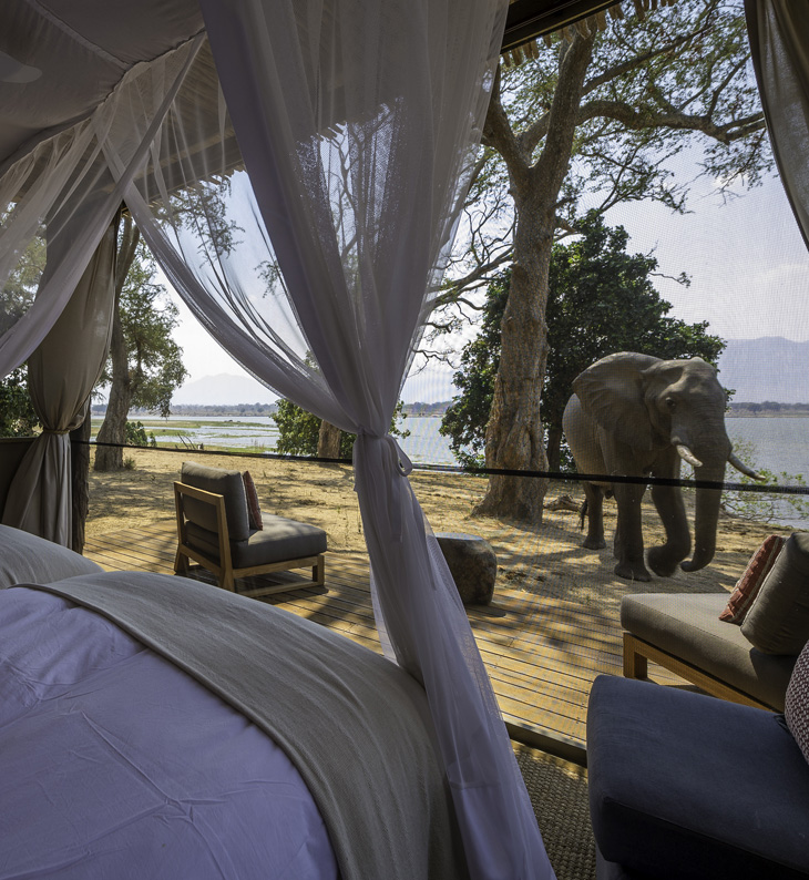 elephant by the guest suite of little ruckomechi camp zimbabwe
