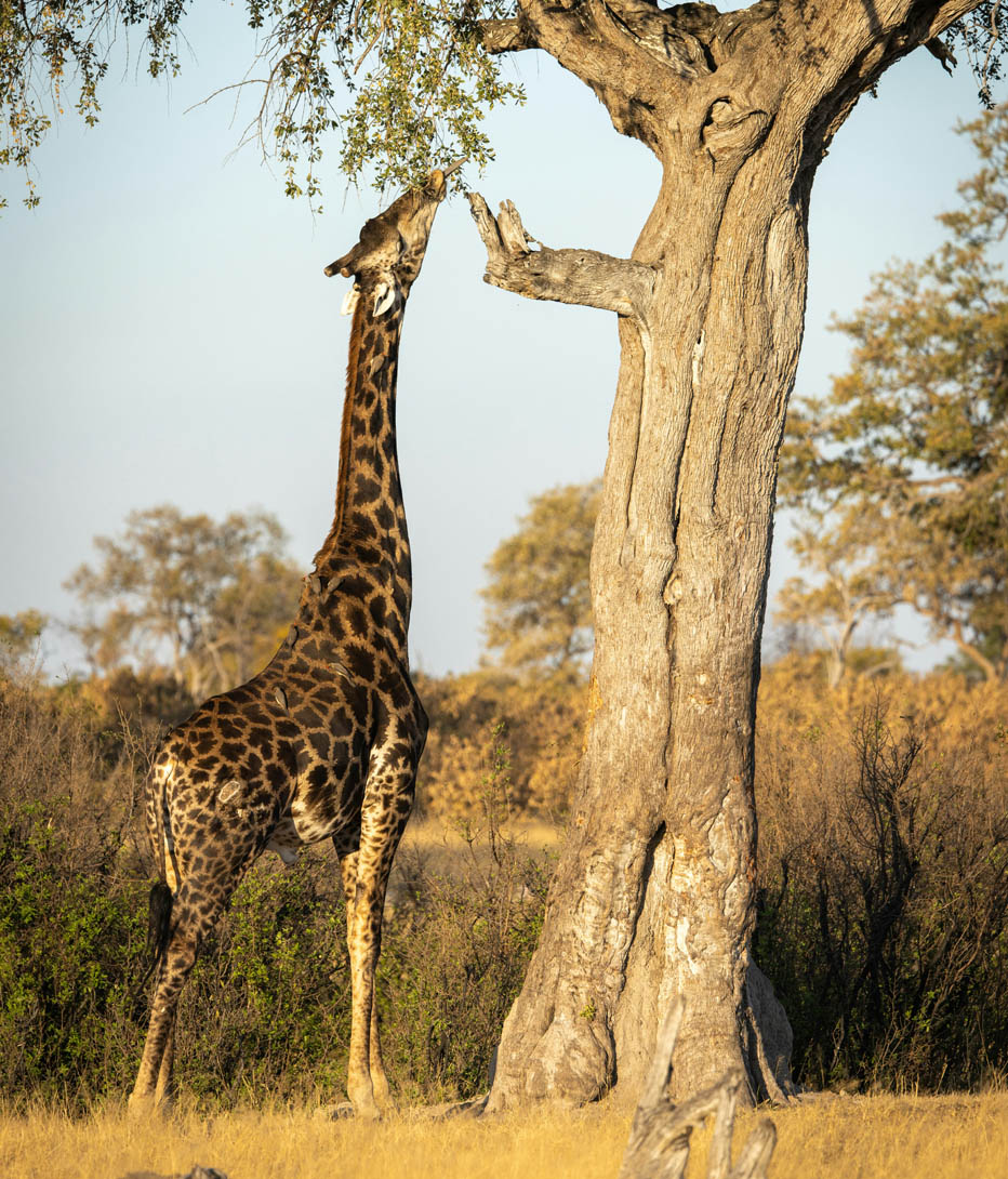 giraffe feeding from leaves in hwangwe national park