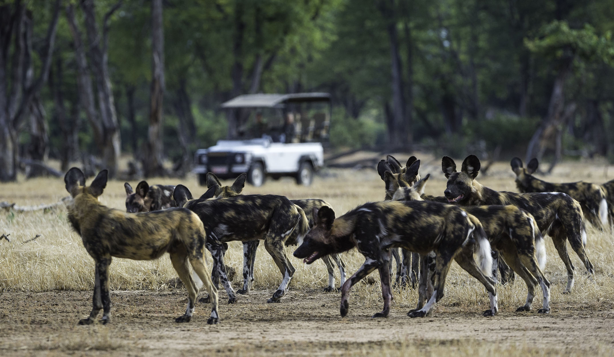wild dog pack in mana pools national park