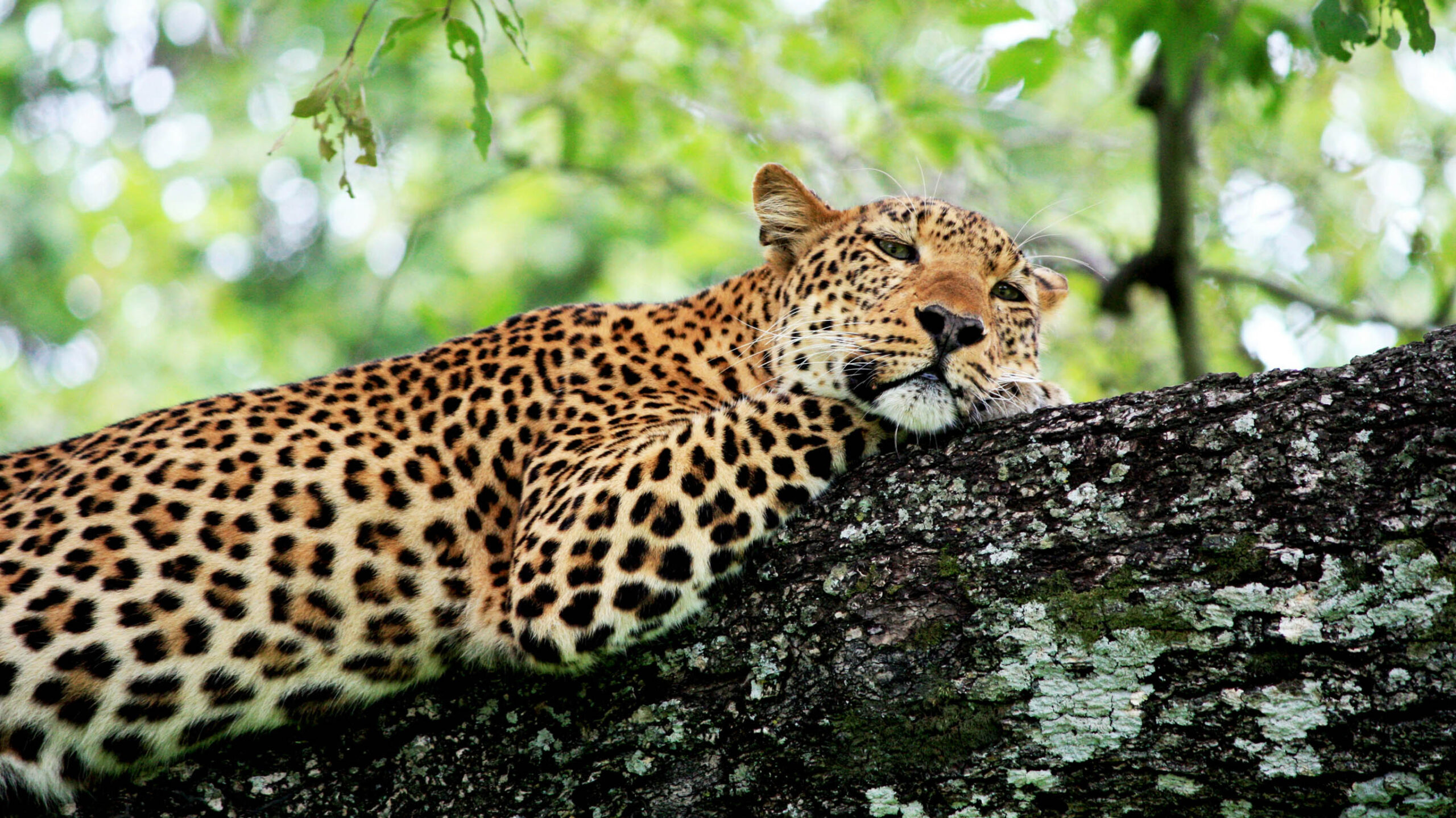 leopard in tree in south luangwa zambia