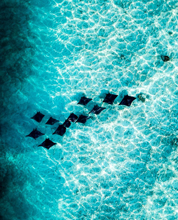 rays seen from above in the maldives