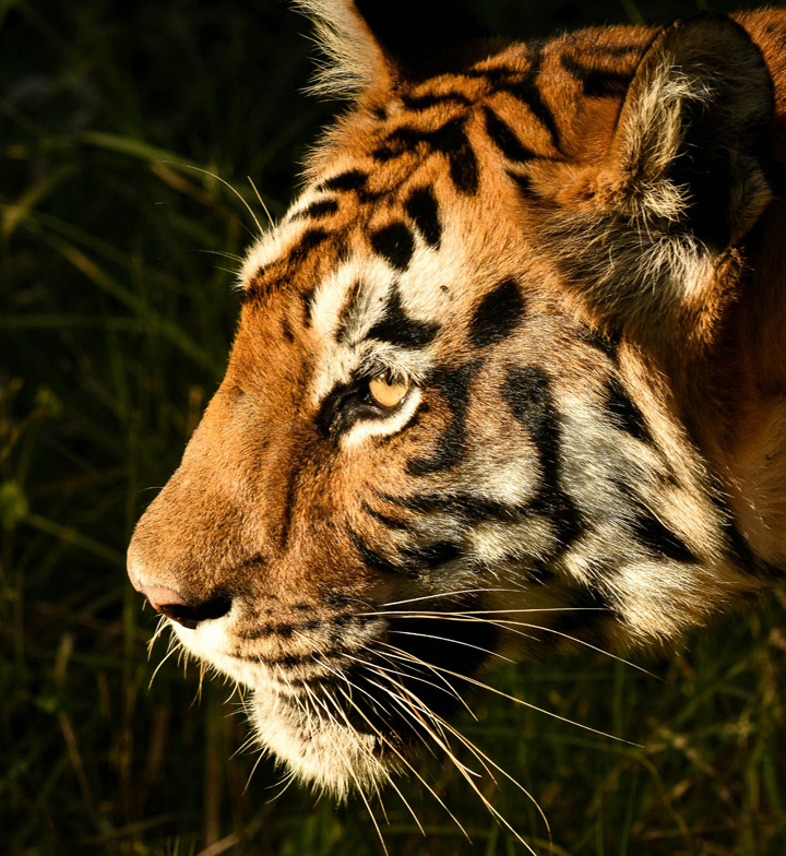 tiger spotted on safari in India