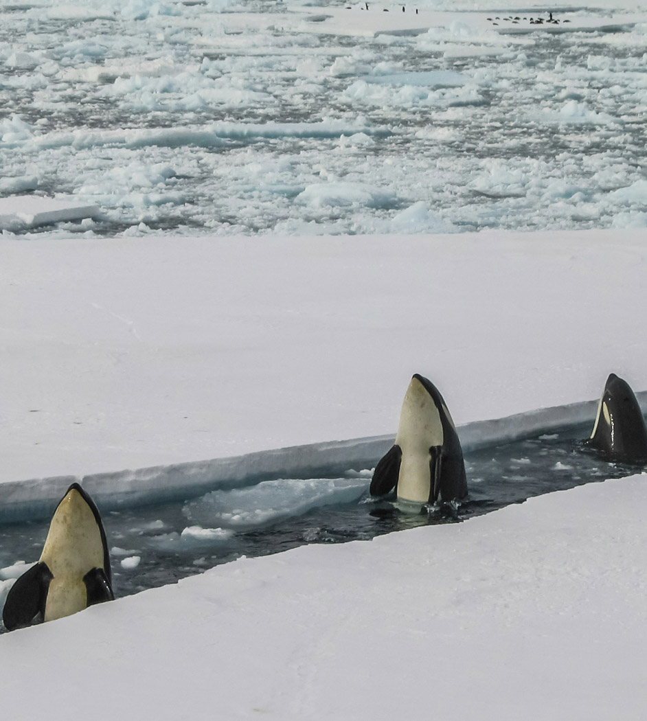 killer whales in antarctica