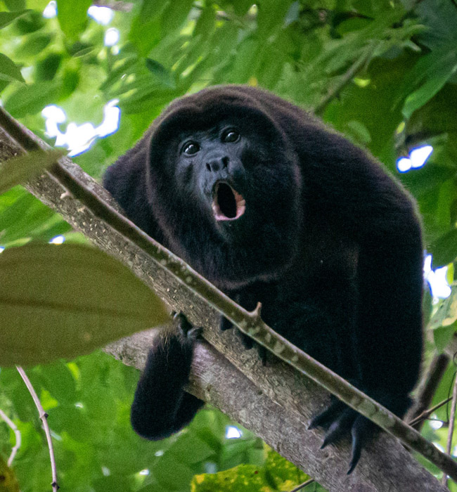 primate in the jungle of belize