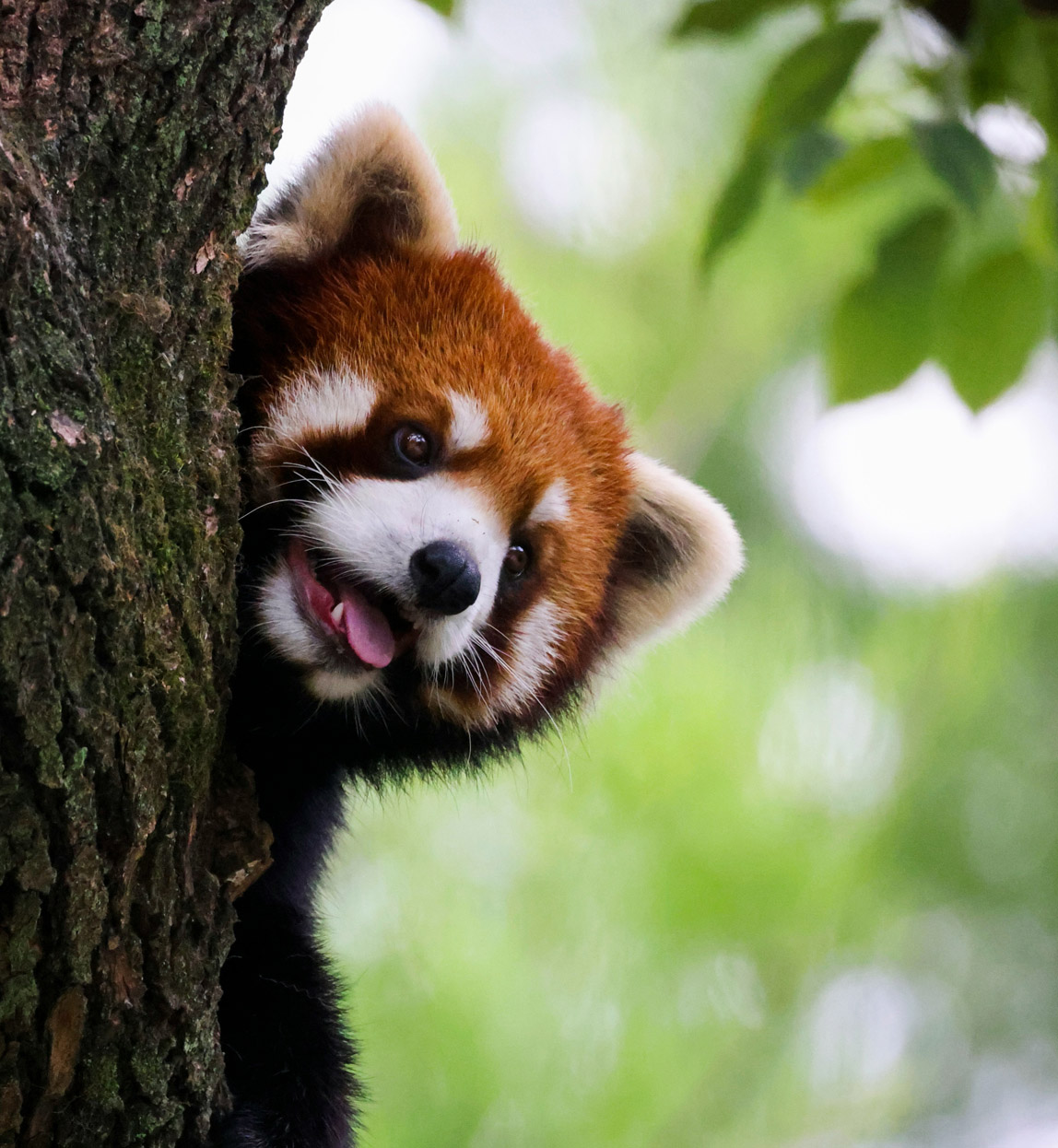 red panda in tree in bhutan