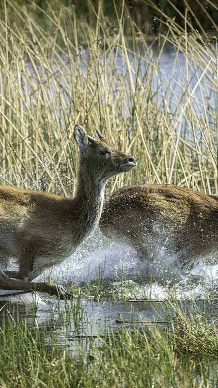 antelope running through the waterways of the chobe and linyanti ecosystem in botswana