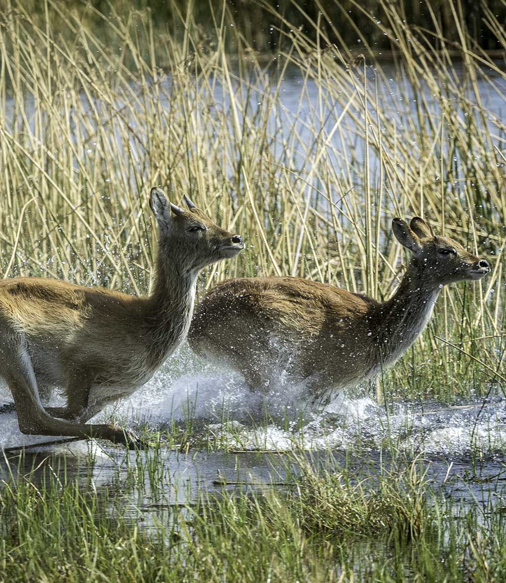 antelope running through the waterways of the chobe and linyanti ecosystem in botswana