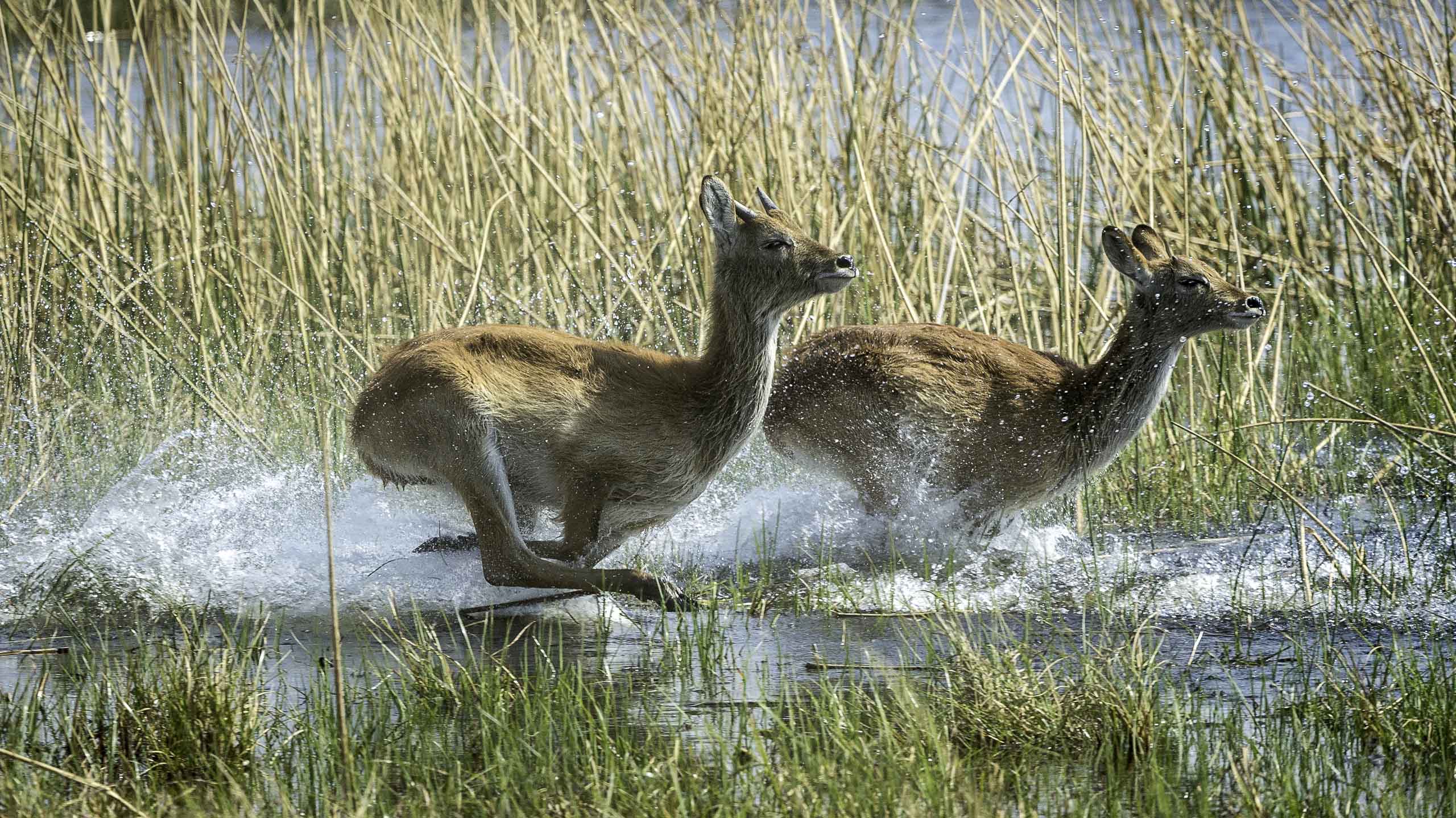 antelope running through the waterways of the chobe and linyanti ecosystem in botswana