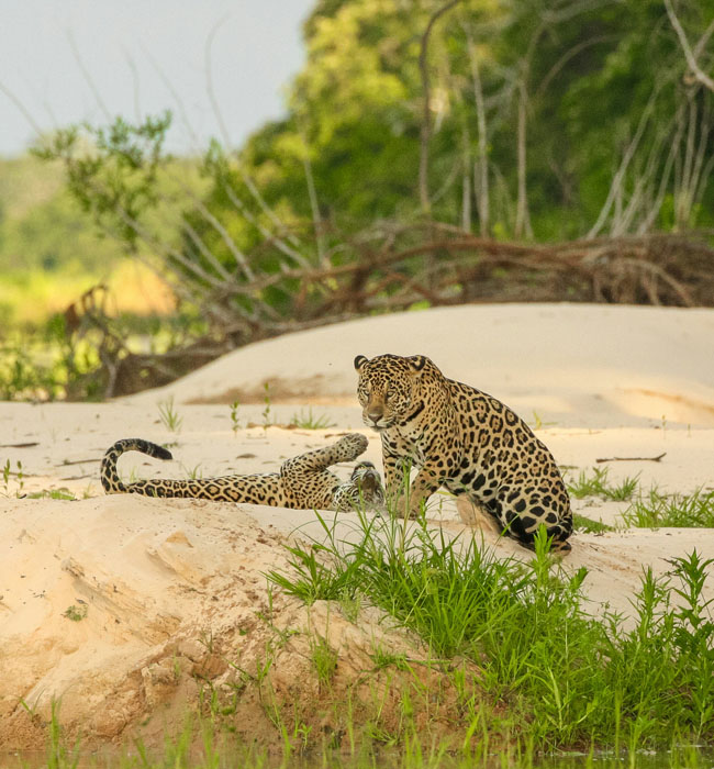 jaguar spotted on safari in brazil