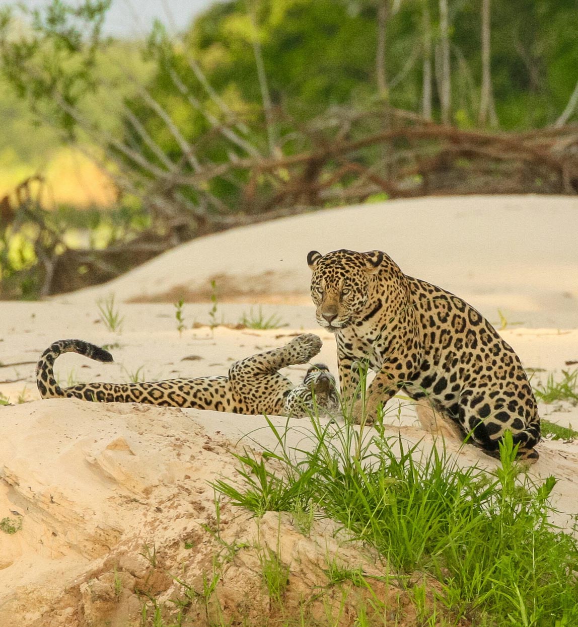 pair of leopards in brazil
