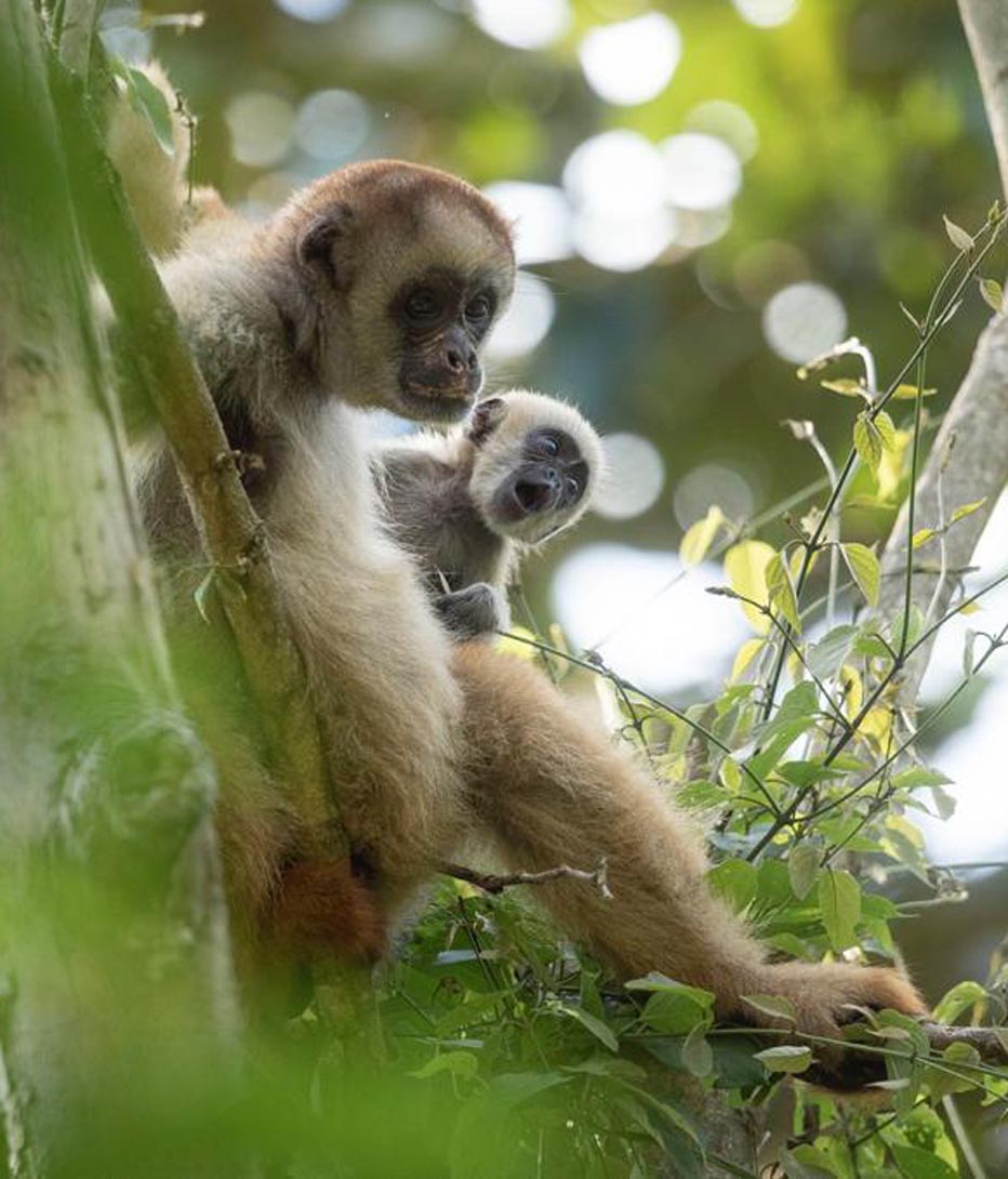 muriqui monkey parent and baby in trees