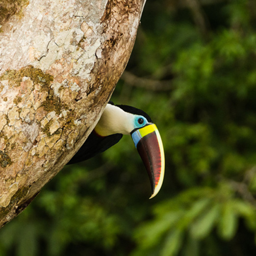 toucan in brazil's amazon rainforest