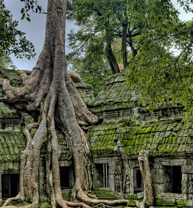 angkor wat temples with trees growing
